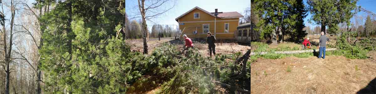 Pine tree cut in April